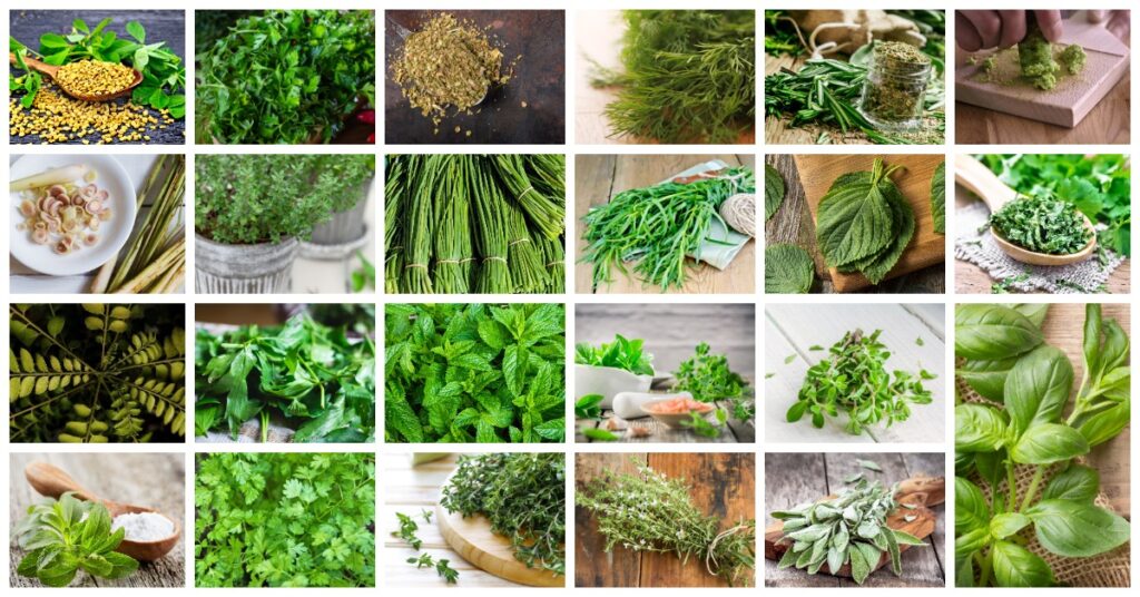 An Ultimate List of Herbs and Spices for Use in the Kitchen