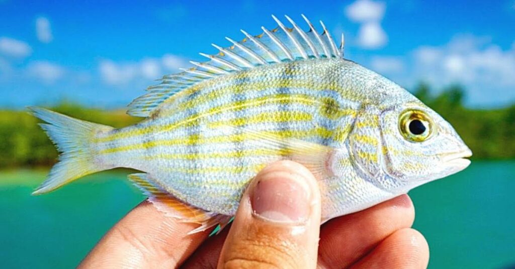 Can You Eat Pinfish