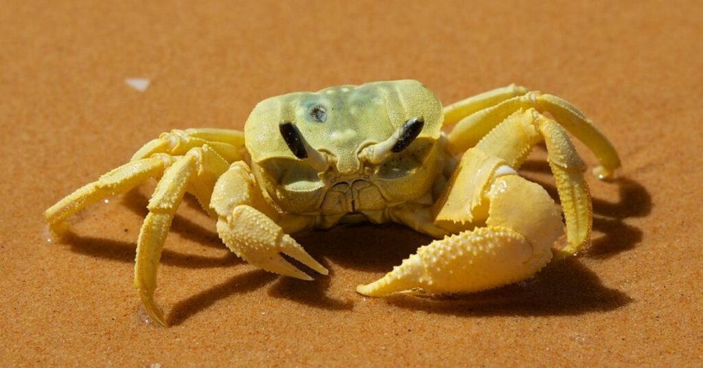 Can You Eat Ghost Crabs?