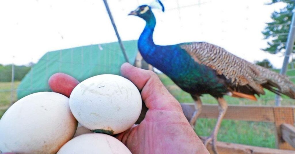 Can You Eat Peacock Eggs?